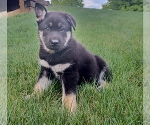 German Shepherd Dog-Siberian Husky Mix Puppy for sale in PORT ROYAL, PA, USA