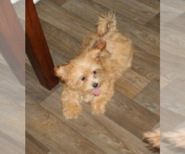 Medium Photo #1 Havamalt Puppy For Sale in THAYER, KS, USA