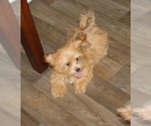 Havamalt Puppy for sale in THAYER, KS, USA