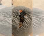 Small Photo #3 Miniature Pinscher Puppy For Sale in LOS ANGELES, CA, USA