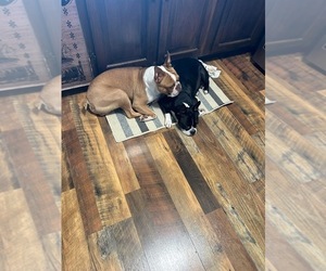 Mother of the Boston Terrier puppies born on 09/28/2025