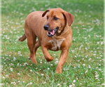 Small Dachshund Mix