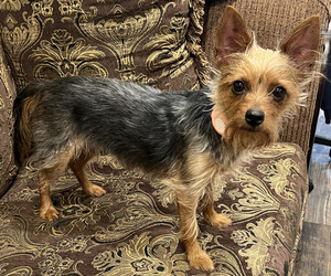 Mother of the Chorkie puppies born on 03/21/2025