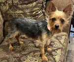 Small Photo #1 Chorkie Puppy For Sale in DESERT HOT SPRINGS, CA, USA
