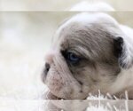 Small Photo #2 English Bulldog Puppy For Sale in FAIRFAX STATION, VA, USA