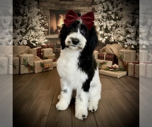 Bernedoodle Puppy for Sale in MENIFEE, California USA