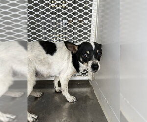 Chihuahua Dogs for adoption in Bakersfield, CA, USA