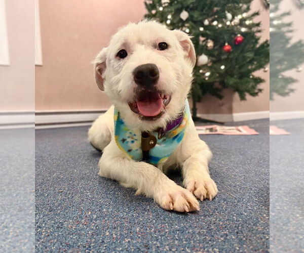 Medium Photo #4 Mutt Puppy For Sale in Gloversville, NY, USA