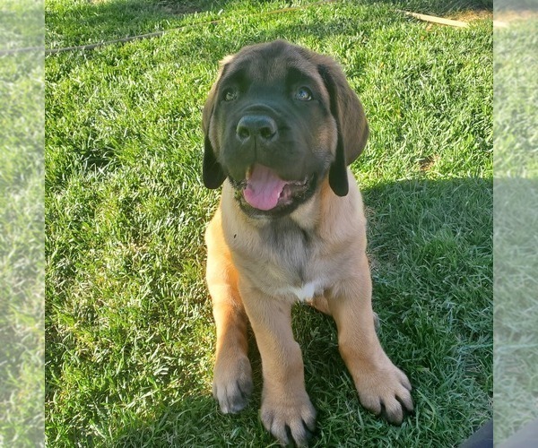 Medium Photo #1 Mastiff Puppy For Sale in MURRIETA, CA, USA