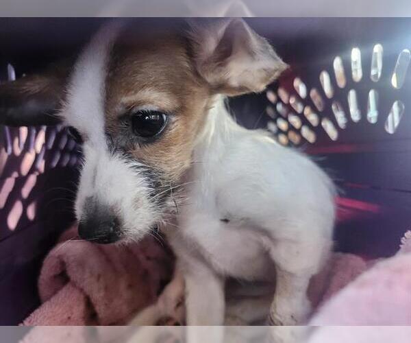 Medium Photo #1 Mutt Puppy For Sale in San Antonio, TX, USA