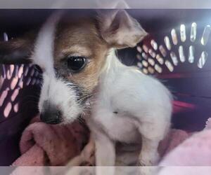 Mutt Dogs for adoption in San Antonio, TX, USA