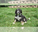 Small #4 Bernedoodle