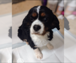 Small Photo #1 Cavalier King Charles Spaniel Puppy For Sale in Sioux Falls, SD, USA