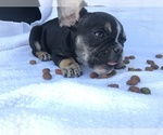 Small Photo #15 French Bulldog Puppy For Sale in STKN, CA, USA