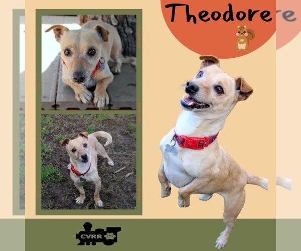 Medium Photo #1 Chihuahua-Unknown Mix Puppy For Sale in Lindsay, CA, USA