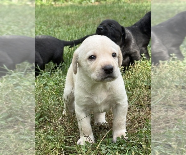 Medium Photo #4 Labrador Retriever Puppy For Sale in SIOUX CENTER, IA, USA