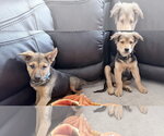 Small #1 German Shepherd Dog