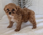 Small #5 Cavapoo (Miniature)