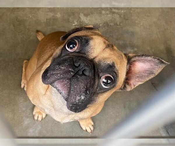 Medium Photo #1 French Bulldog Puppy For Sale in Orange, CA, USA