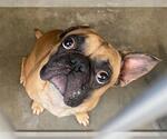 Small French Bulldog