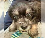Small #1 Chihuahua Mix