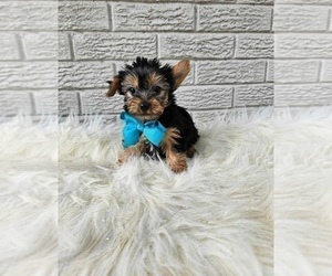 Yorkshire Terrier Puppy for sale in INDIANAPOLIS, IN, USA