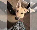 Small Mutt
