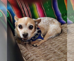 Chaplin NJ - Male Chihuahua-Unknown Mix Dog for Adoption - Photo #7