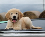 Small Photo #1 Golden Retriever Puppy For Sale in KEMP, TX, USA