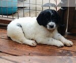 Small Photo #1 Pyredoodle Puppy For Sale in MARION, TX, USA
