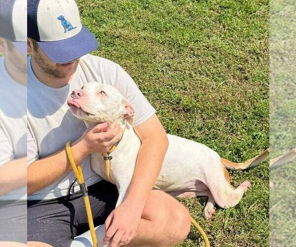 Medium Photo #2 Mutt Puppy For Sale in Abbeville, LA, USA