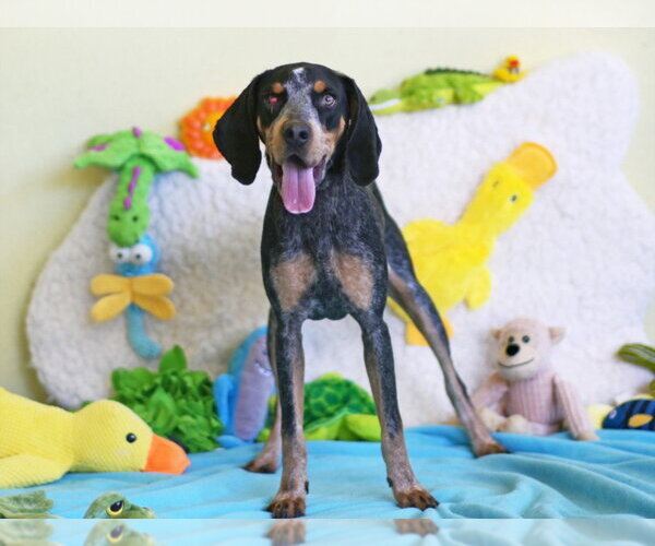 Medium Photo #1 Bluetick Coonhound Puppy For Sale in Tavares, FL, USA