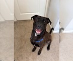 Small #4 Labrador Retriever Mix
