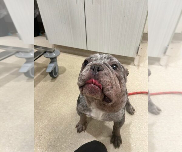 Medium Photo #4 French Bulldog Puppy For Sale in New York, NY, USA