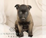 Small #1 Belgian Malinois