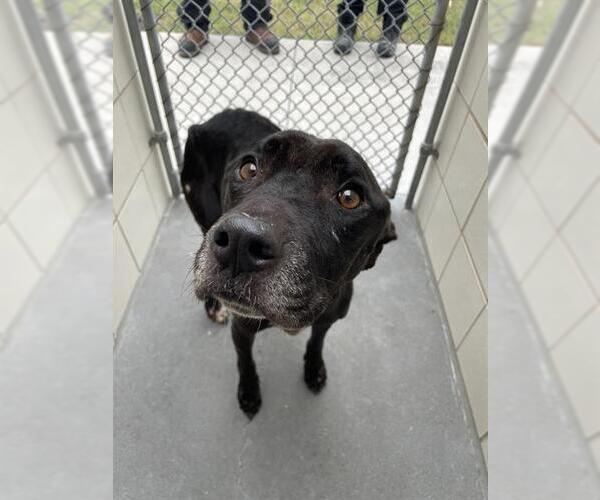 Medium Photo #1 American Pit Bull Terrier Puppy For Sale in Corpus Christi, TX, USA