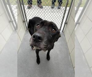 American Pit Bull Terrier Dogs for adoption in Corpus Christi, TX, USA