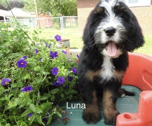 Medium Bernedoodle