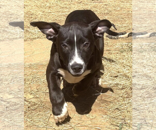 Medium Photo #1 Bulldog-Unknown Mix Puppy For Sale in Wetumpka, AL, USA