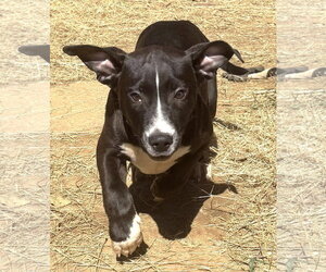Bulldog-Unknown Mix Dogs for adoption in Wetumpka, AL, USA