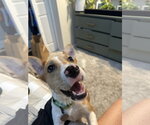 Small Photo #9 Jack Russell Terrier-Unknown Mix Puppy For Sale in Oakhurst, NJ, USA