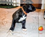 Puppy Orange Presa Canario
