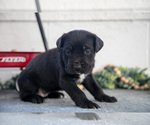 Puppy Sierra Cane Corso