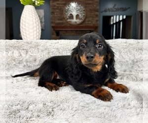 Dachshund Puppy for Sale in GREENFIELD, Indiana USA