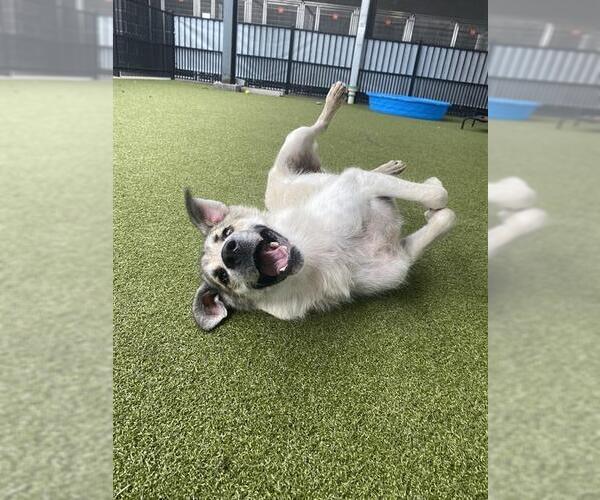 Medium Photo #3 Anatolian Shepherd-Unknown Mix Puppy For Sale in Waco, TX, USA