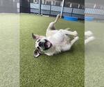 Small #2 Anatolian Shepherd Mix