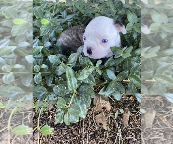 Medium Photo #3 Boston Terrier Puppy For Sale in FREDONIA, KS, USA
