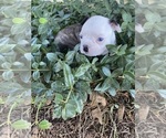 Small #2 Boston Terrier