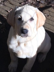 Labrador Retriever Puppy for sale in BARNESVILLE, GA, USA