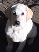 Small Photo #1 Labrador Retriever Puppy For Sale in BARNESVILLE, GA, USA